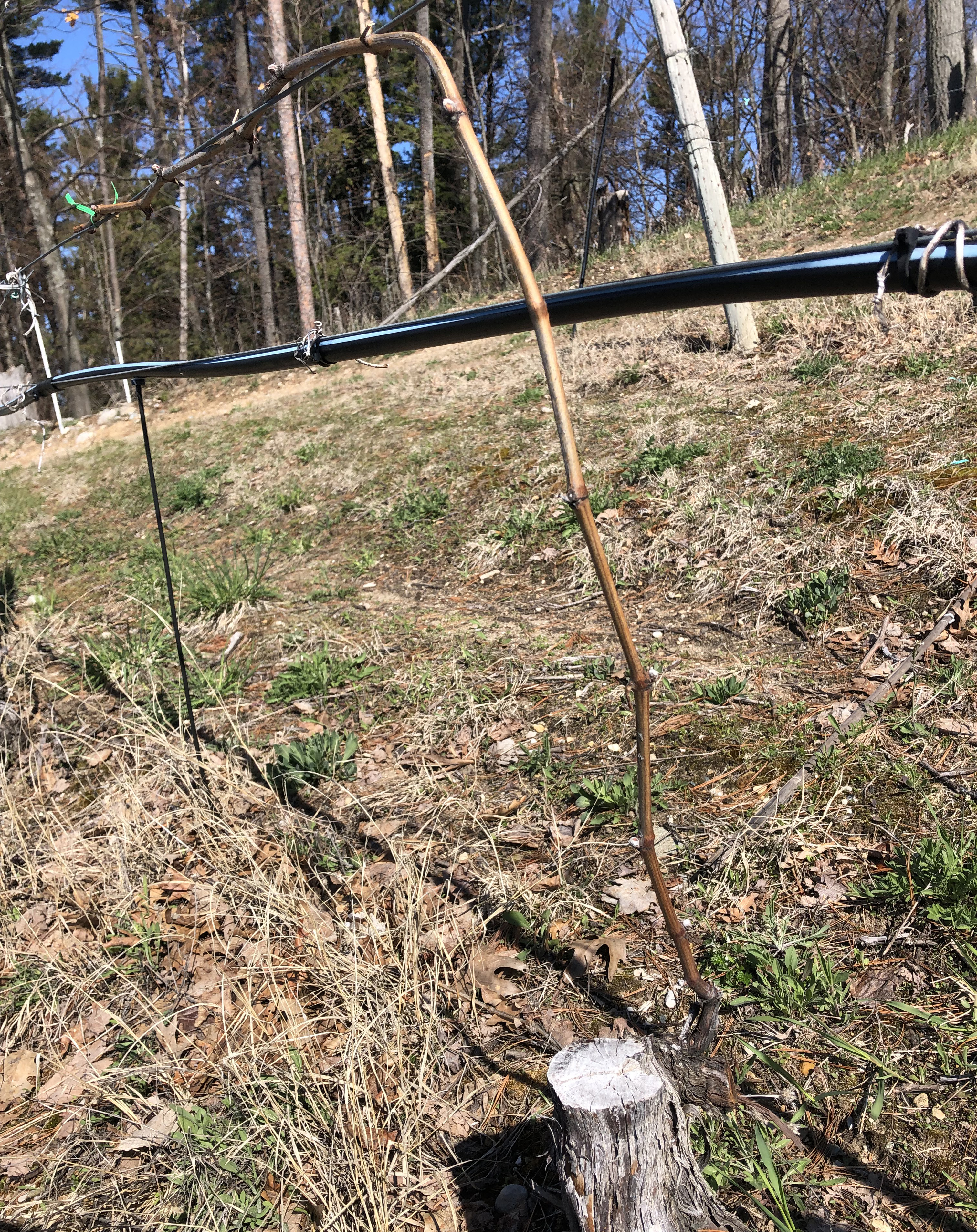 Severely damaged Cabernet franc